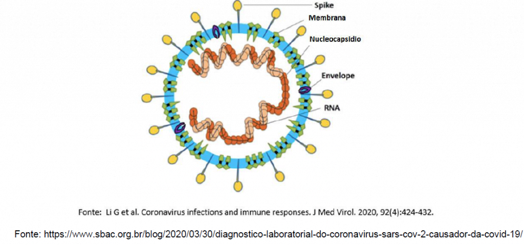 Рнк cov 2. Коронавирус структура SARS-cov-2. Антигенная структура SARS-cov-2. Нуклеокапсид вируса это. Строение вируса SARS-cov-2.