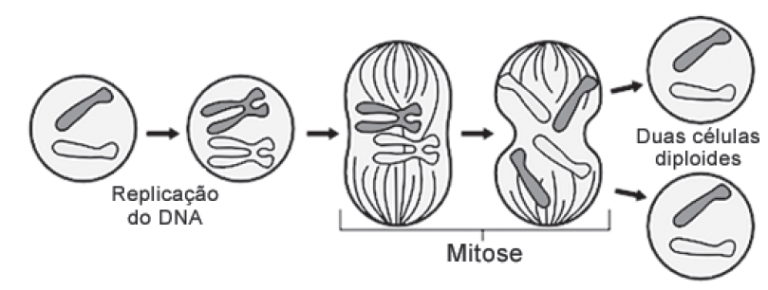 Questão resolvida sobre mitose, da Unit - Biologia Resolvida