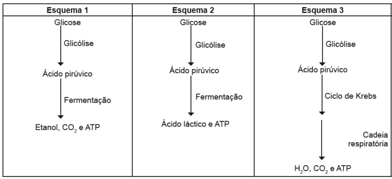 Questão resolvida sobre utilização da glicose como fonte de energia, da ...