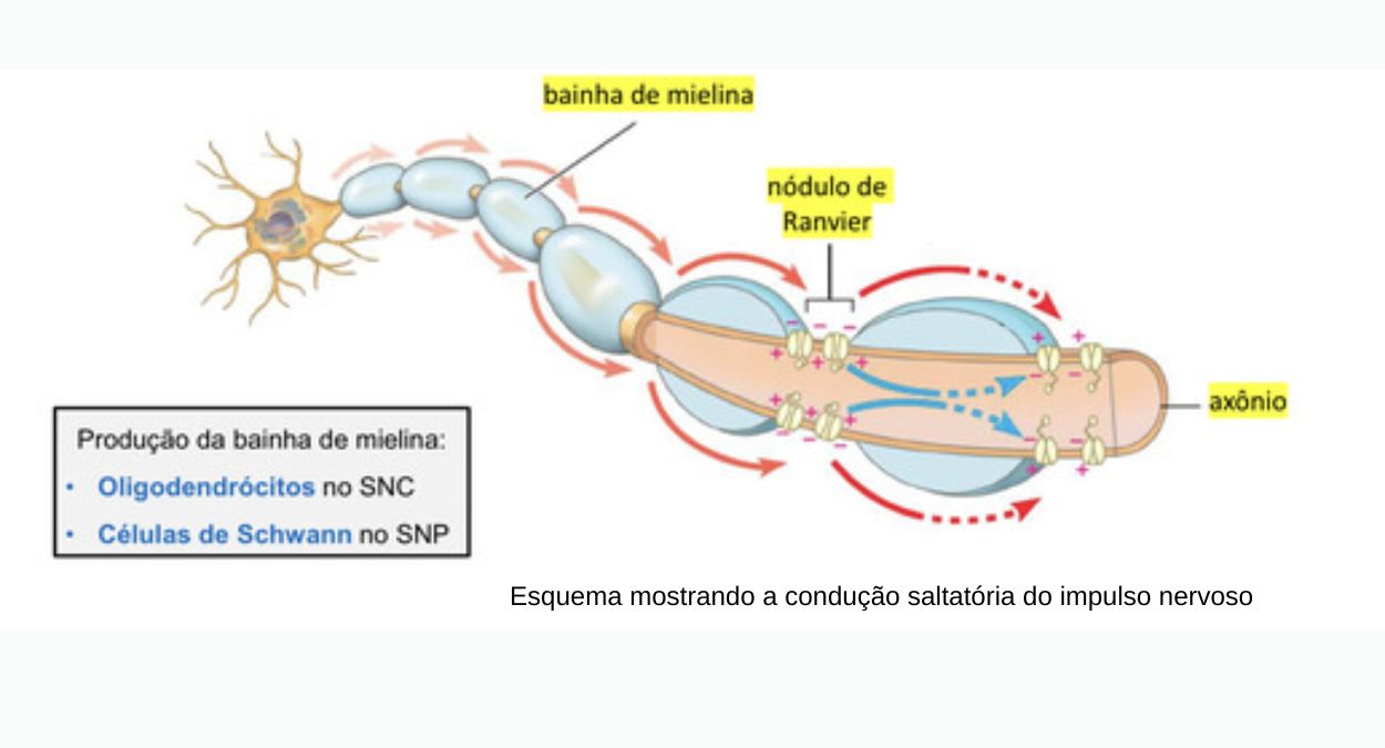 Questão resolvida sobre bainha de mielina, da Uninorte - Biologia Resolvida