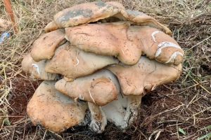Cogumelo gigante do gênero MacrocybeUnochapecó - Divulgação