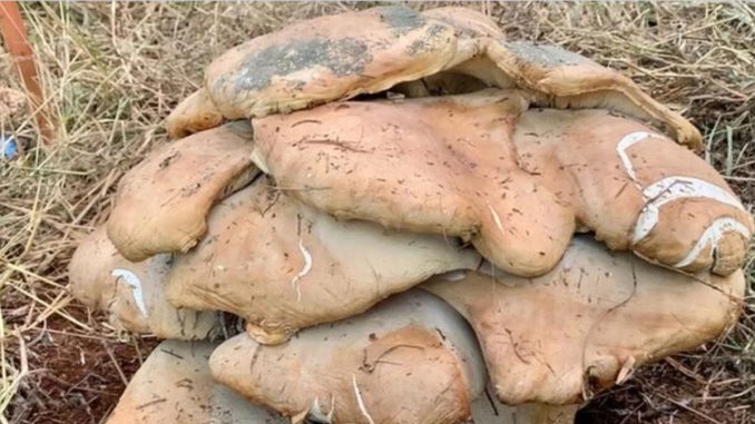 Fungo gigante - Macrocybe